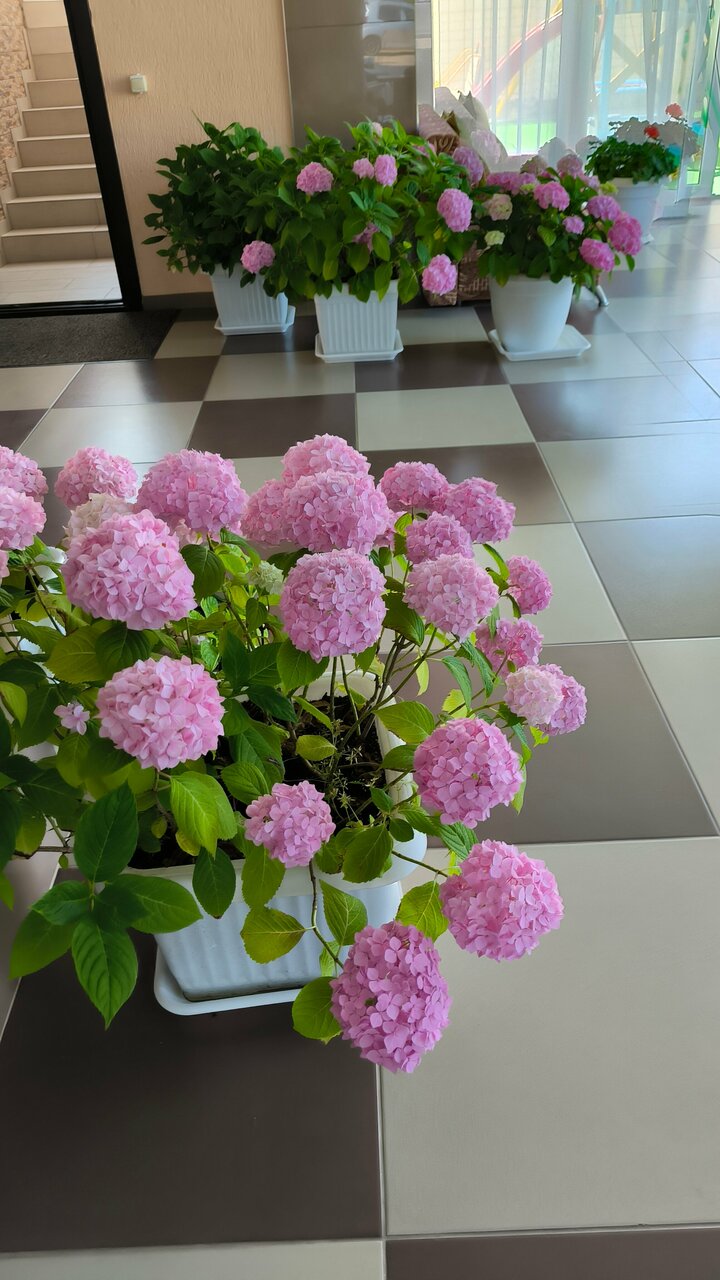 Гостиница Адмирал Небуг-129